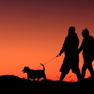 Highly Commended: Walkies, by Ann Van Breemen.